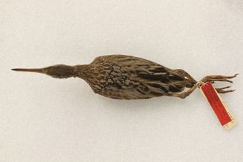 Media type: image;   Ornithology 119747 Description: Image of skin specimen - dorsal view. Dorsal view of entire skin specimen.;